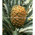 High Quality 800gdu 1200gdu 2400gdu Bromelain